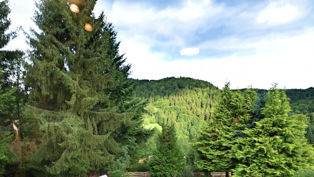Paisagem arborizada com uma cabana de madeira, um comedouro para pássaros e um tronco.
