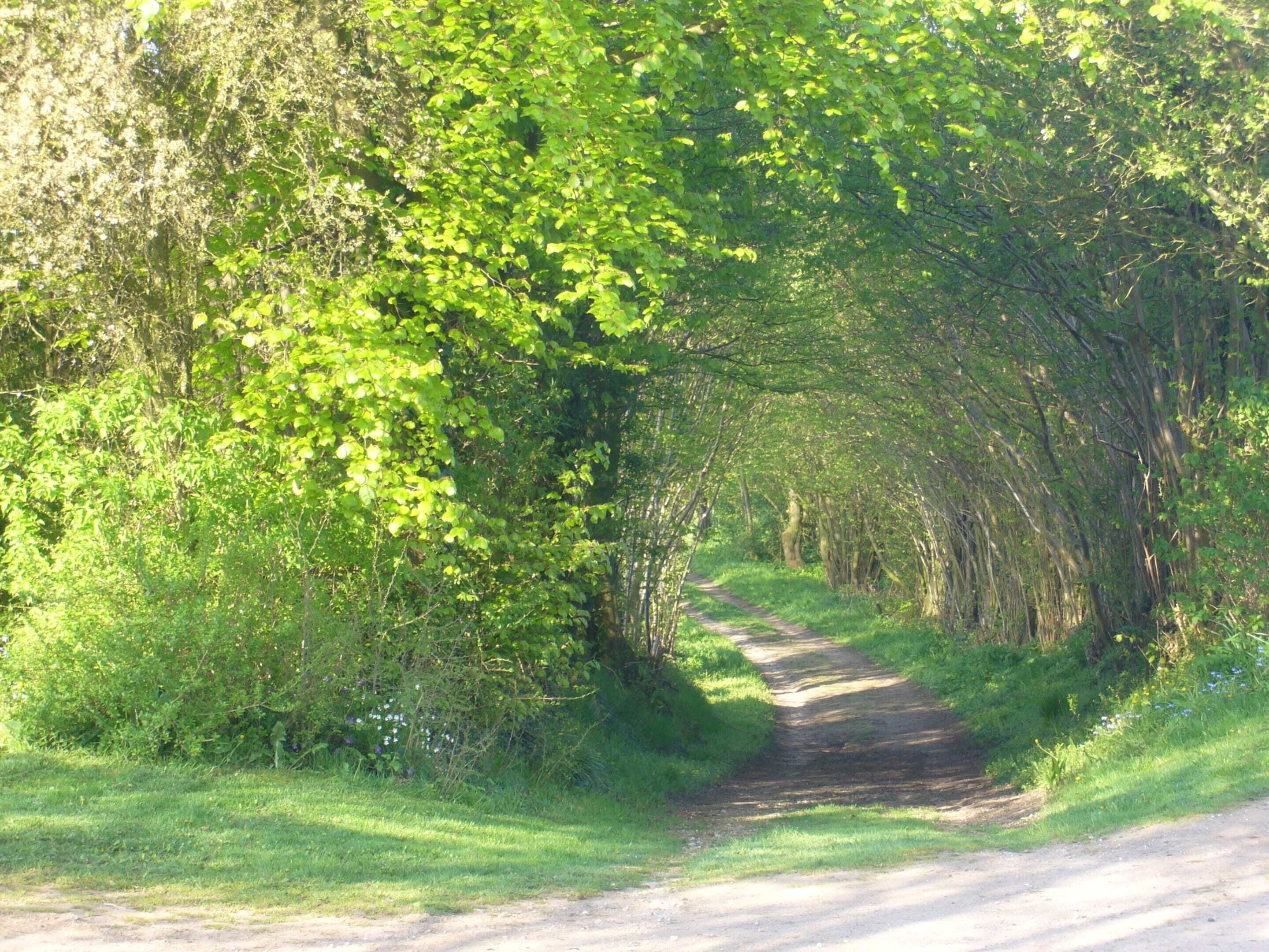 Eine schmale, unbefestigte Landstraße, gesäumt von dichtem Grün und Bäumen, die in einen Wald führen.