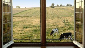 Una habitación con un ventanal amplio que da a un campo cubierto de hierba con vacas.