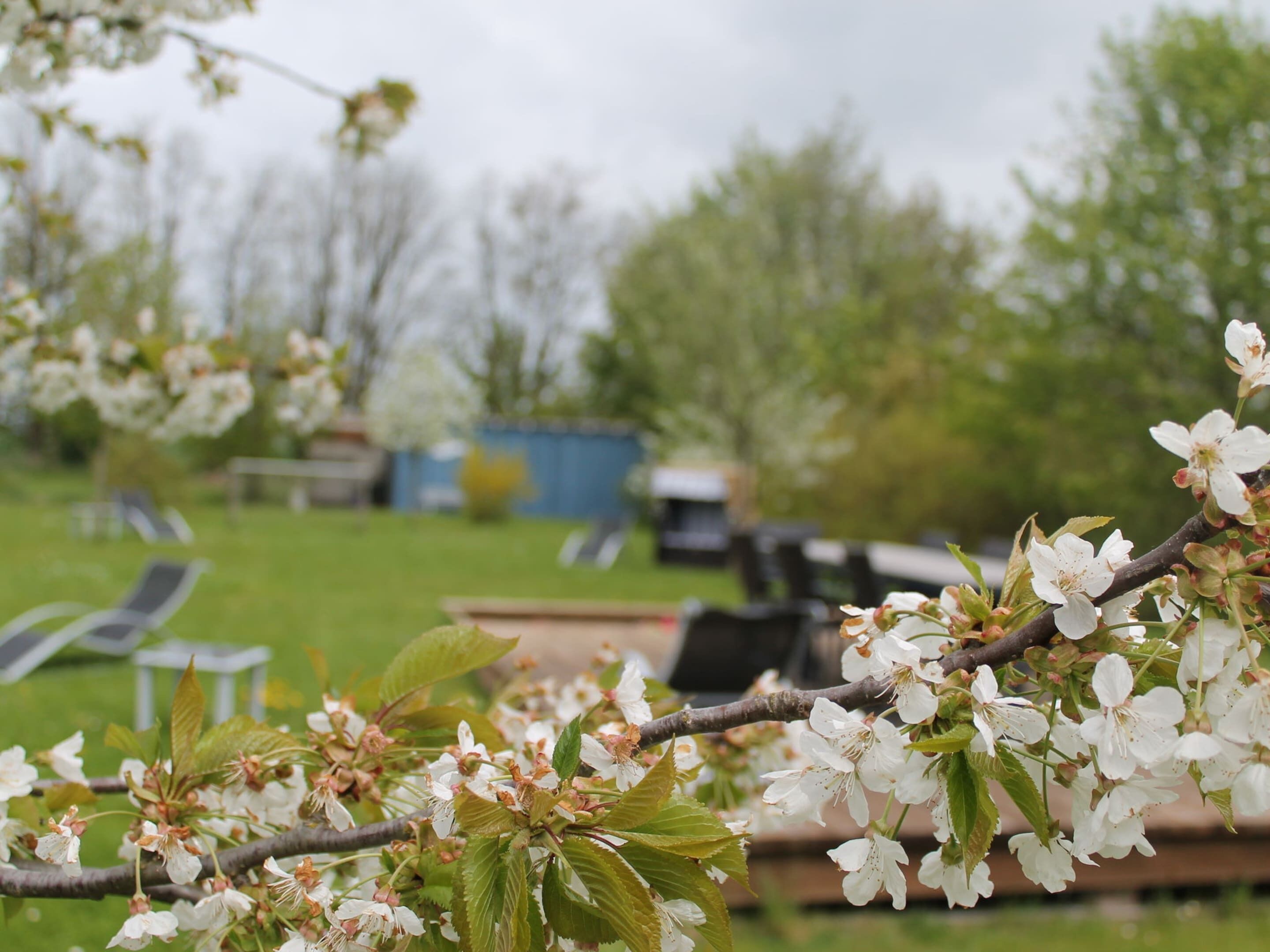A garden with blooming trees and a bench.