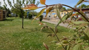 A garden with a variety of plants and a small tree. - Charmante Ferienwohnung mit Garten in Wiek (Wiek)