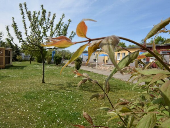 Ein Garten mit verschiedenen Pflanzen und einem kleinen Baum.