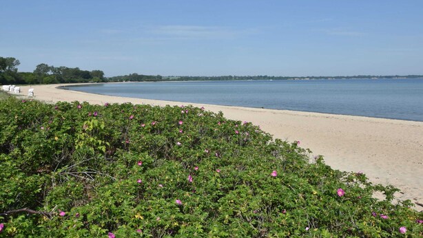 Ein Strand mit sandigem Ufer und dichter, grüner Vegetation im Vordergrund.