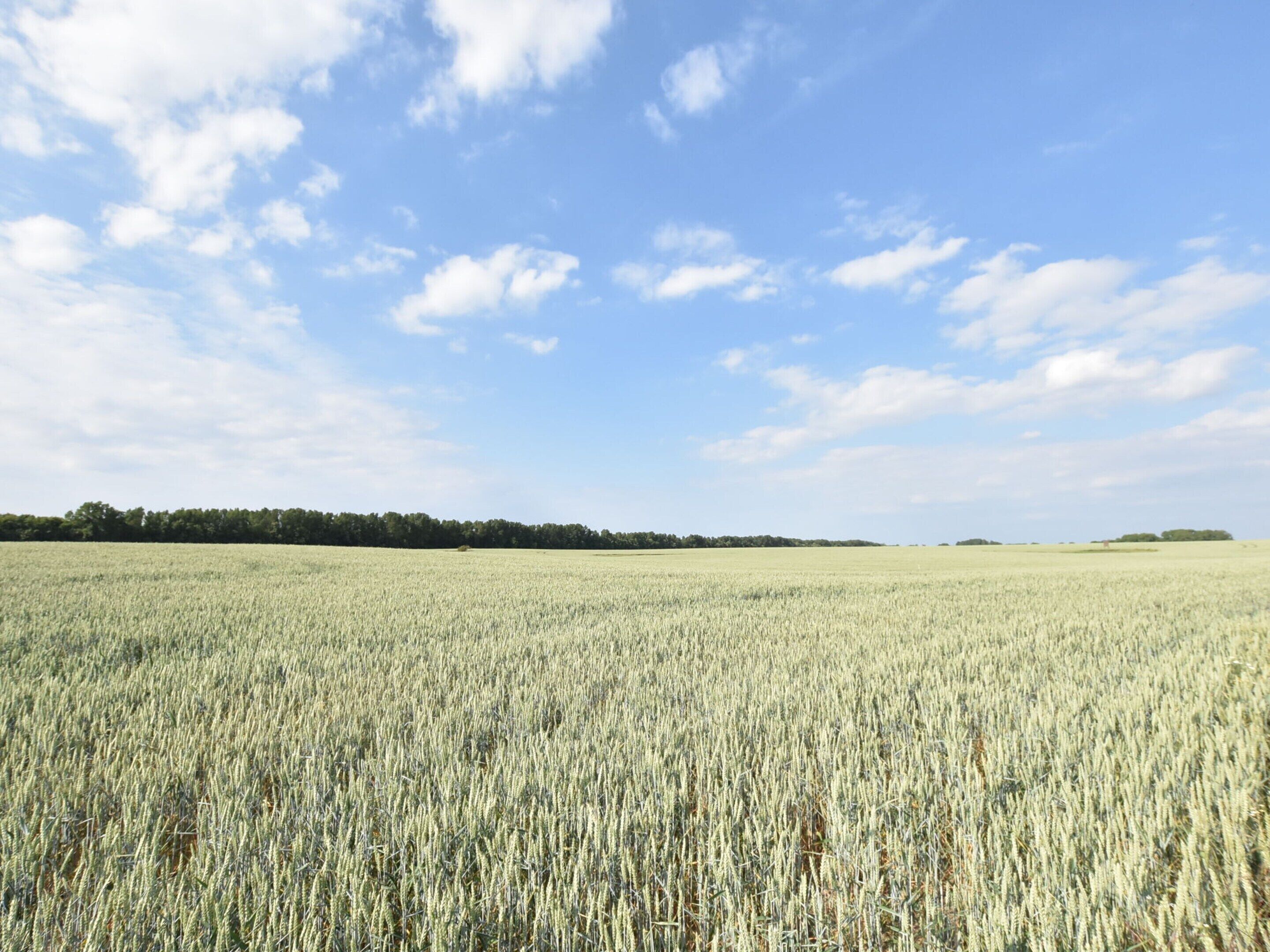 A vast field of wheat under a clear sky.