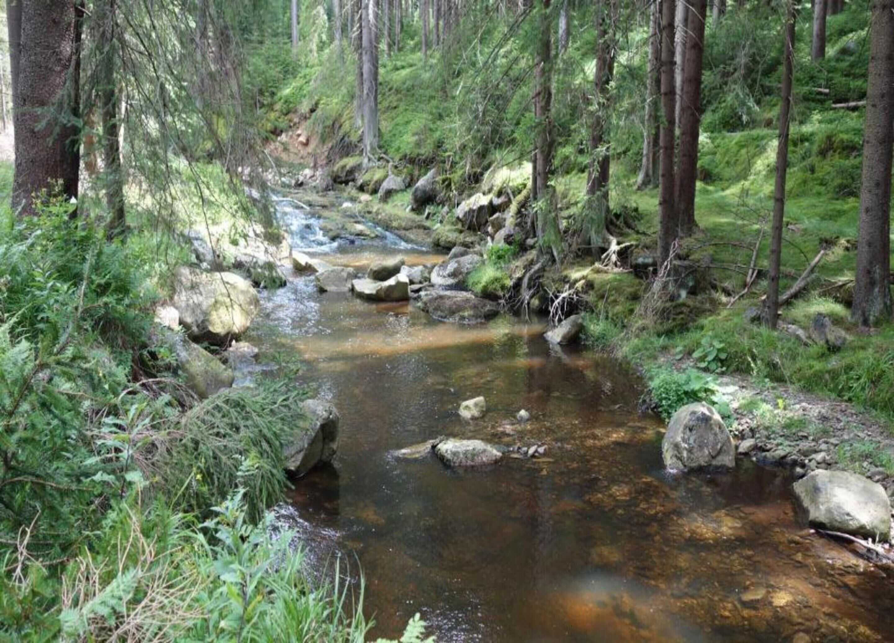 Un arroyo en un bosque rodeado de rocas y follaje.