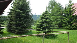 Zona boscosa con altos árboles de hoja perenne y una valla de madera.