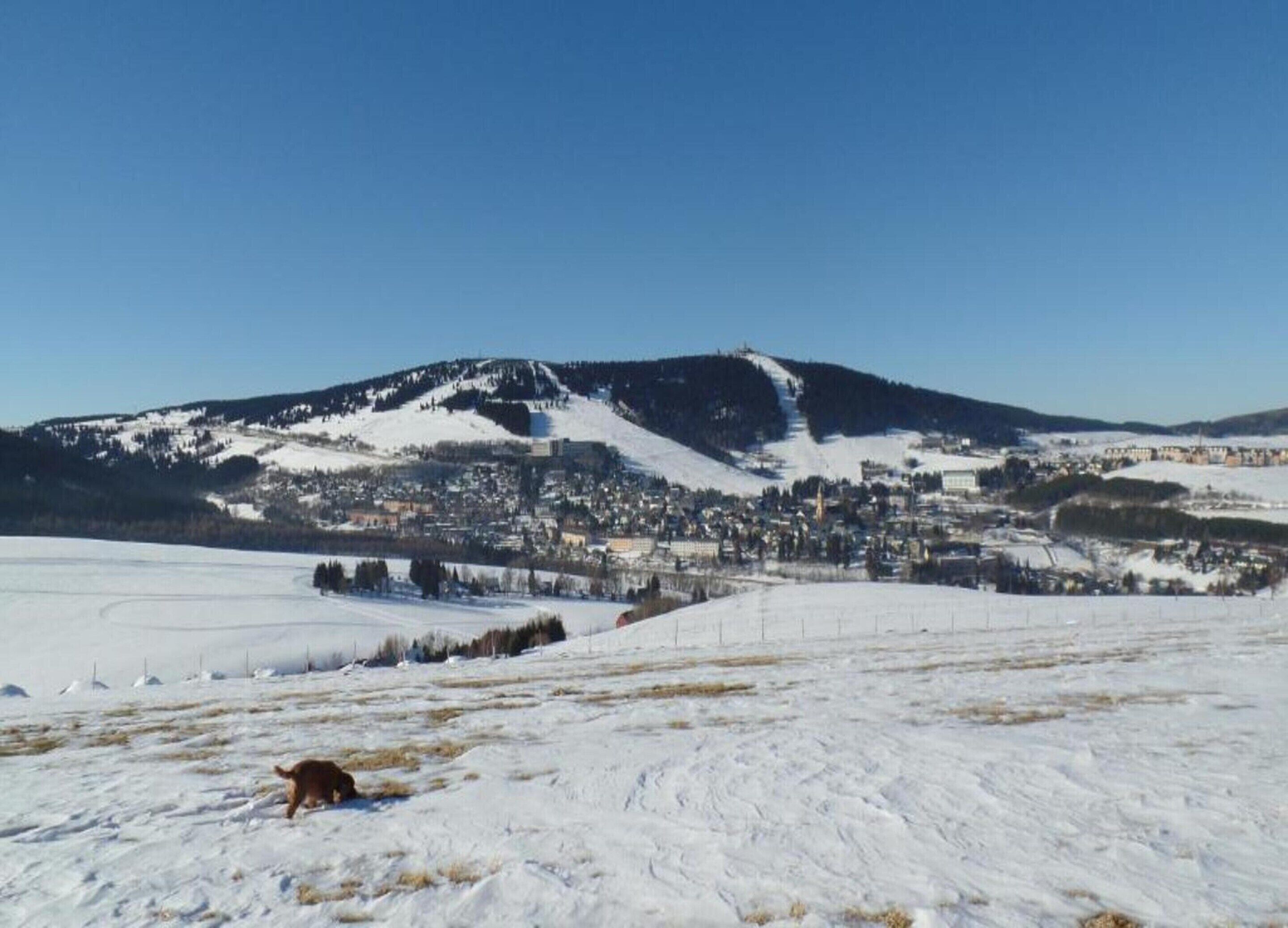 A snowy landscape with a town in the background and a dog in the foreground.