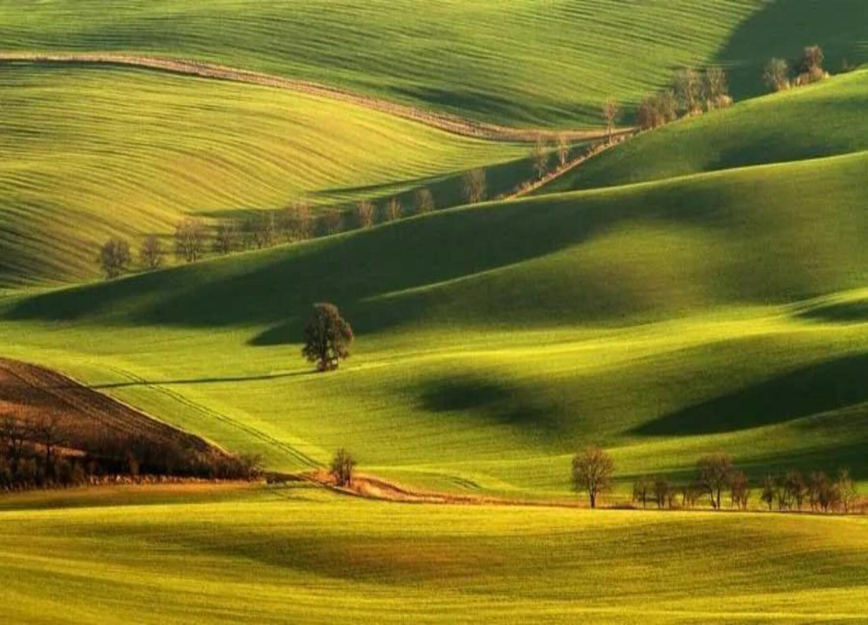 Rolling green hills with a few scattered trees.