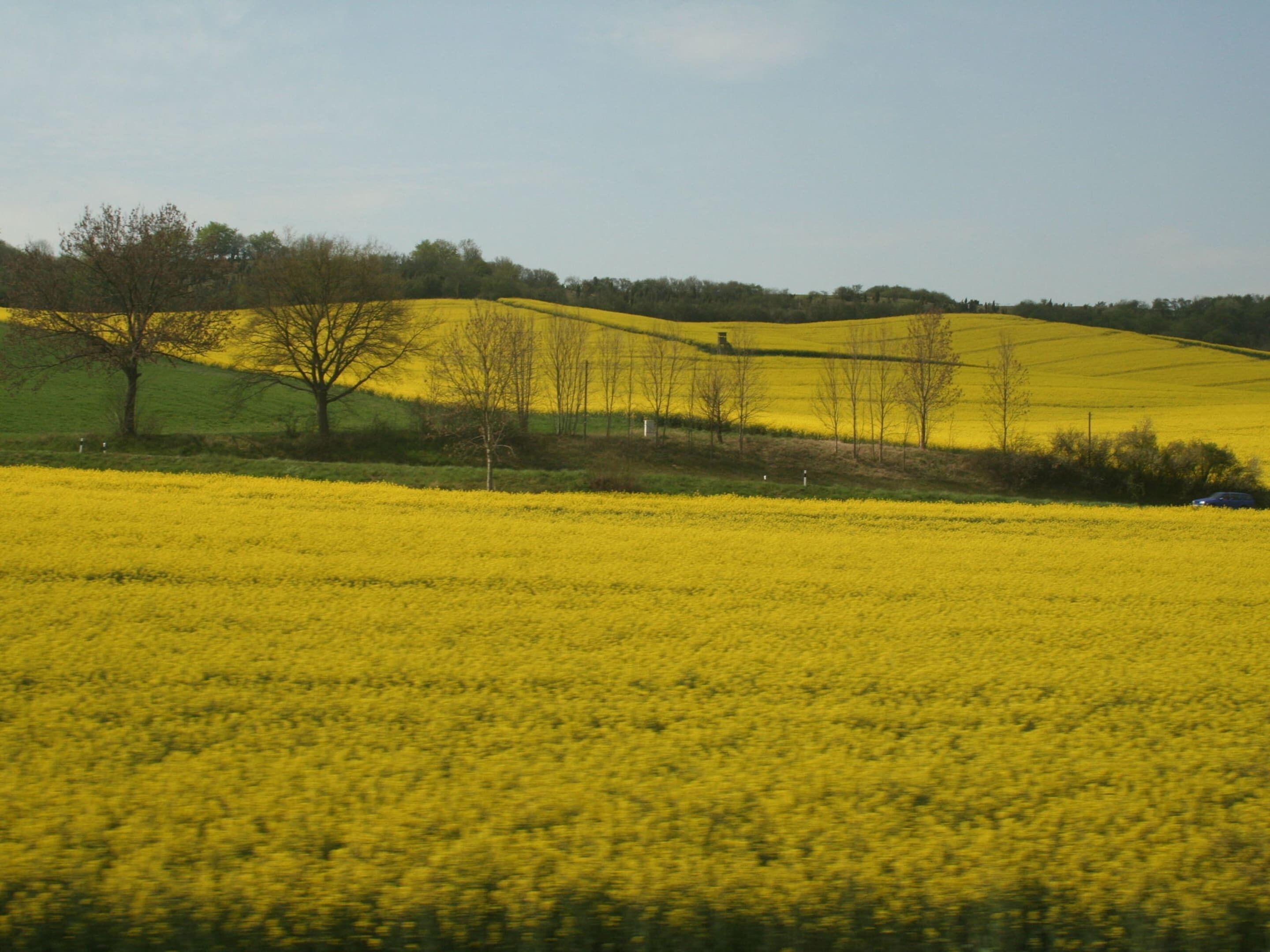 Un champ de fleurs jaunes, avec quelques arbres et une voiture au loin.