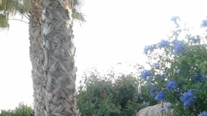 Um jardim com palmeira, um muro de pedra e uma planta florida azul.