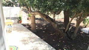 Un'area giardino con alberi, una panchina in cemento e una piccola pianta.