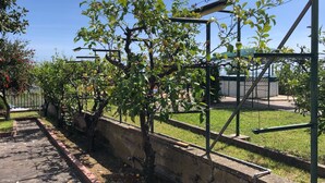 A garden with a stone pathway, a metal fence, and trees with yellow fruits. - The Villa of Lemons - Panoramic Villa with pool (Formia)