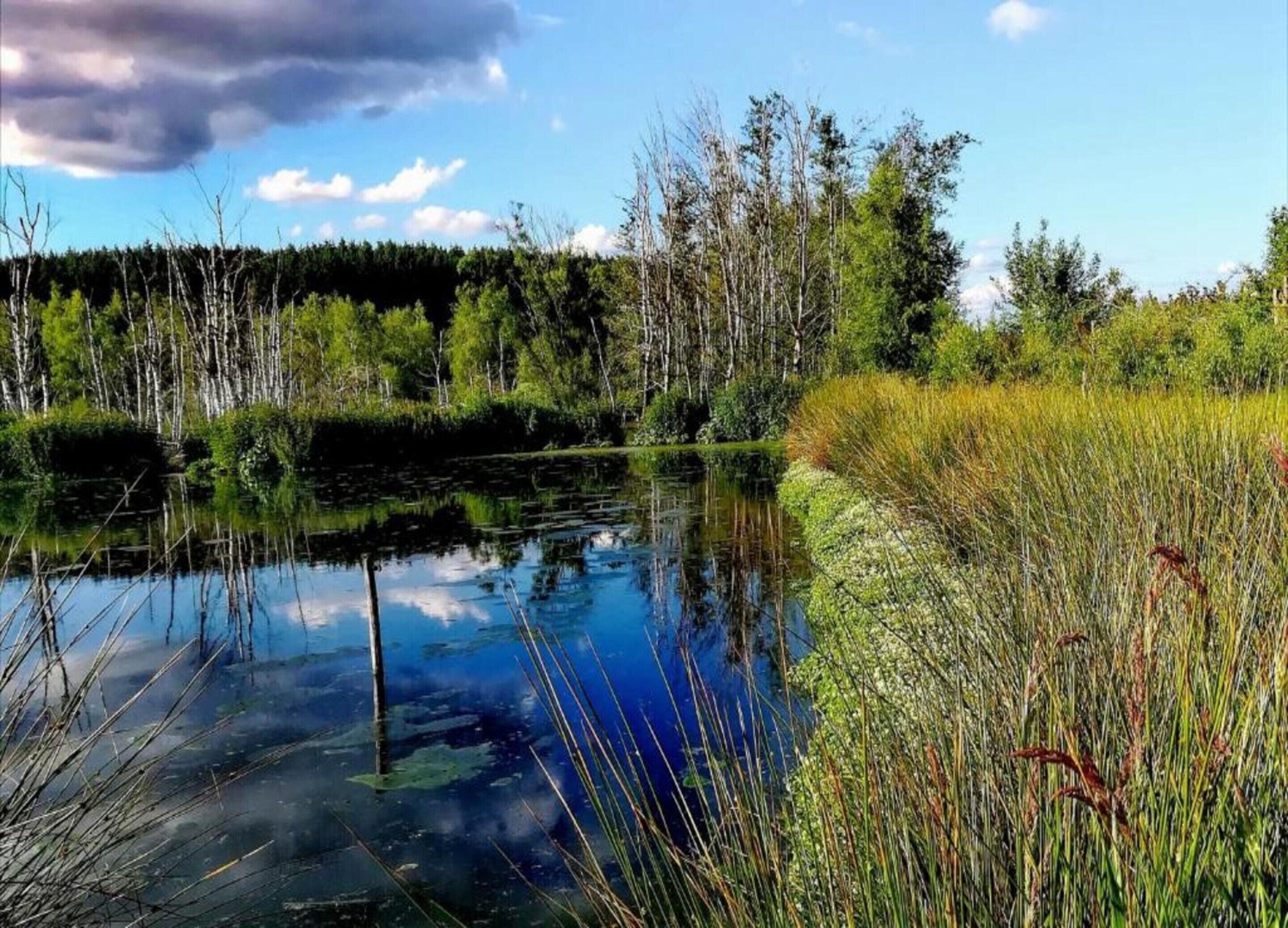 Un lac paisible, entouré d’arbres et d’herbes hautes.