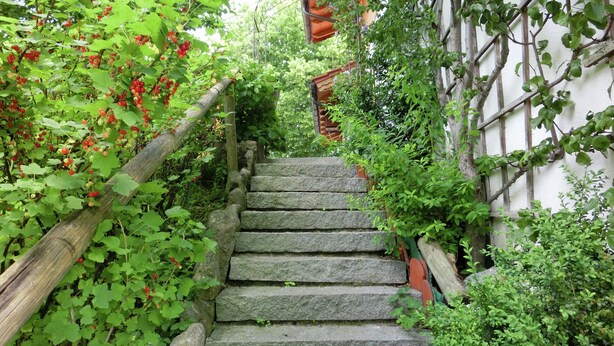 A stone staircase surrounded by lush greenery and climbing plants. - Apartment in Bavaria by Soier See Lake (Bad Bayersoien)