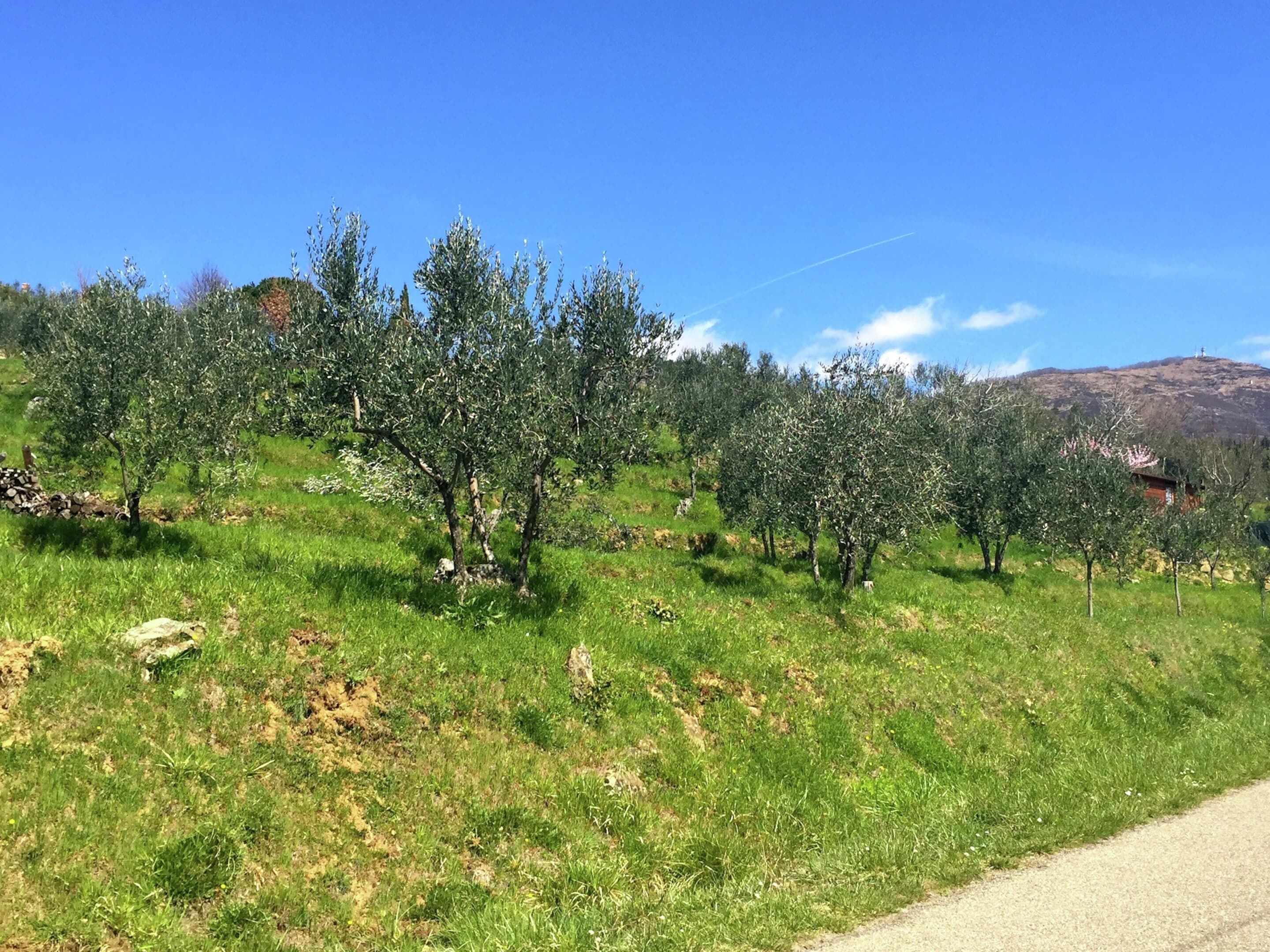 A rural landscape with olive trees, a dirt road, and a distant hill.