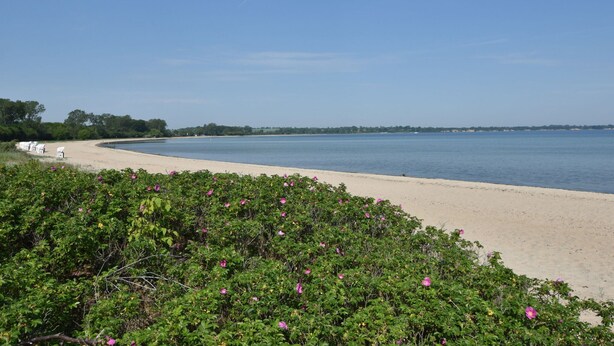 A beach with a sandy shore, a clear blue sky, and some greenery in the foreground. - Lovely Apartment in Beckerwitz near Terrace (Hohenkirchen)