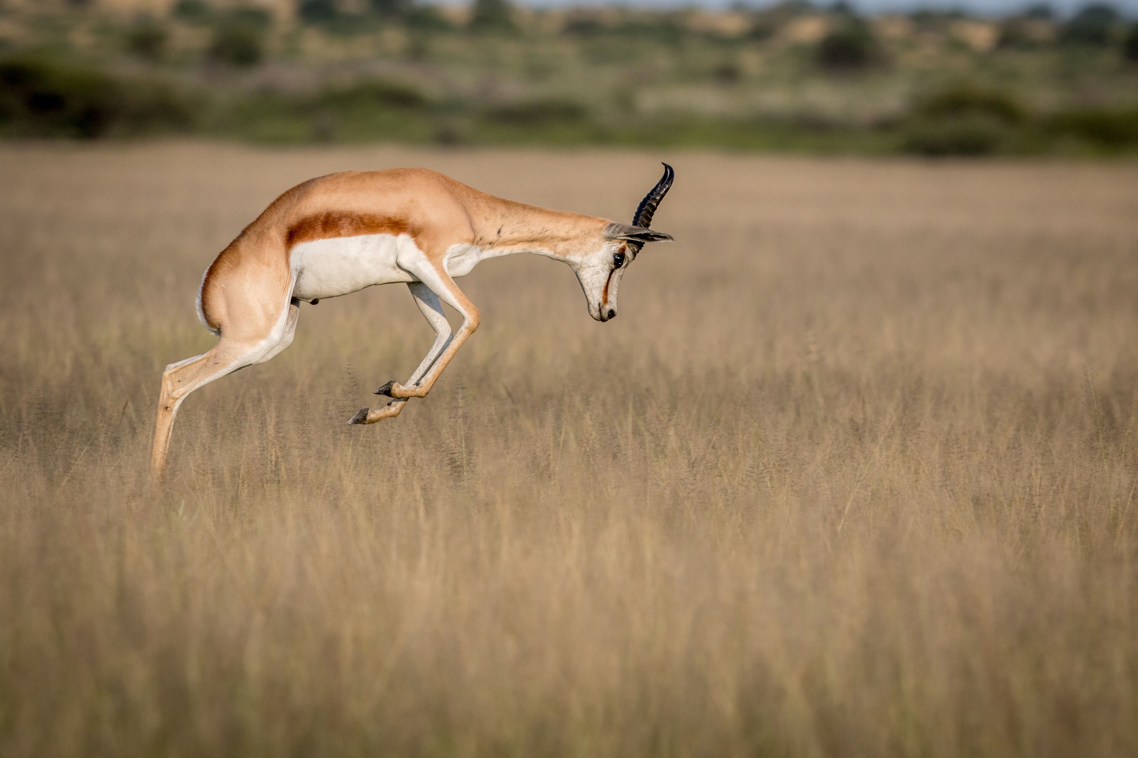 Una gacela corriendo por un campo cubierto de hierba.