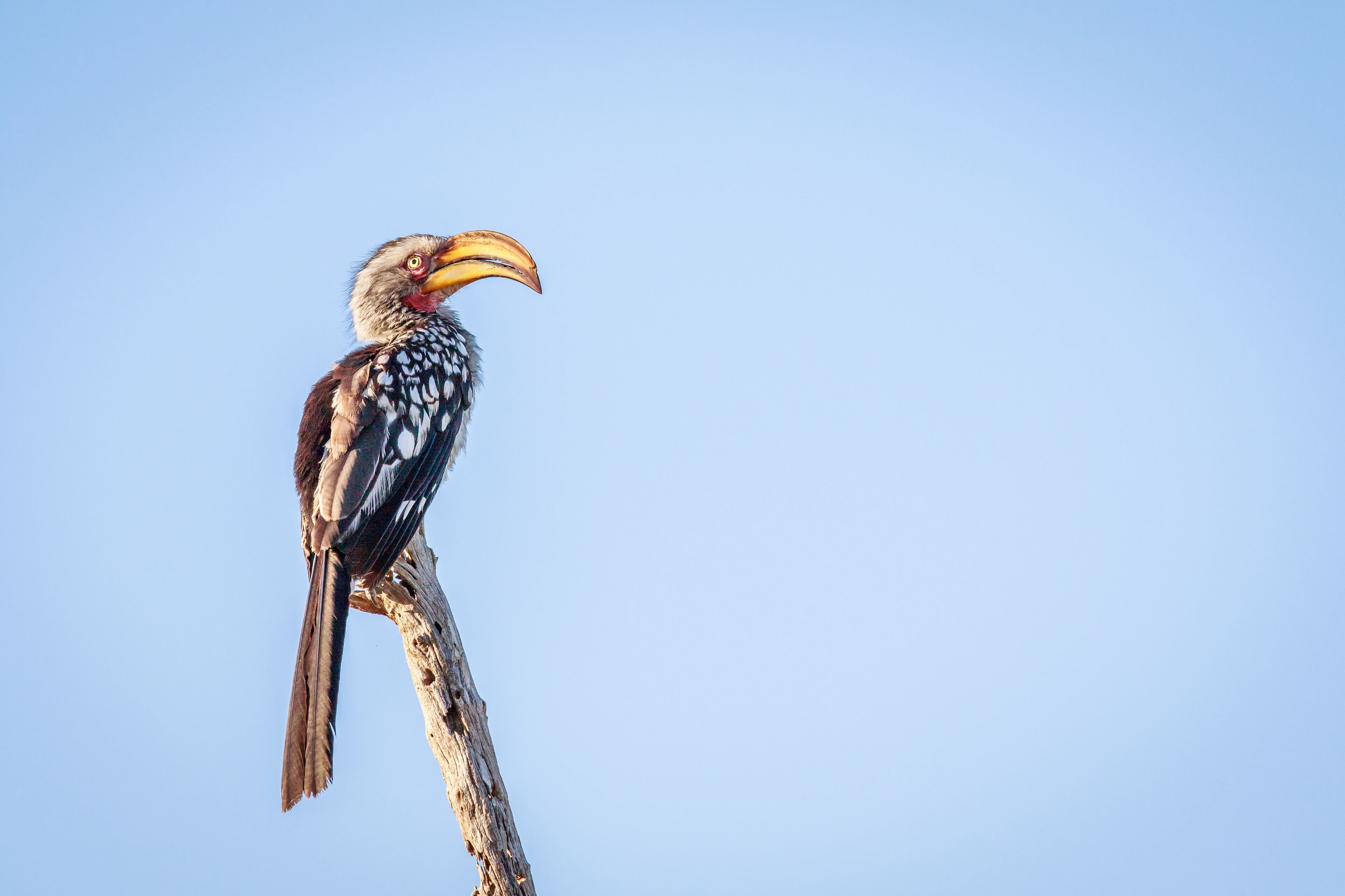 Un oiseau était perché sur une branche.