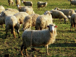 منزل | تفاصيل الفندق من الداخل