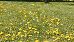 Ein Feld mit gelben Blumen und Bäumen im Hintergrund.