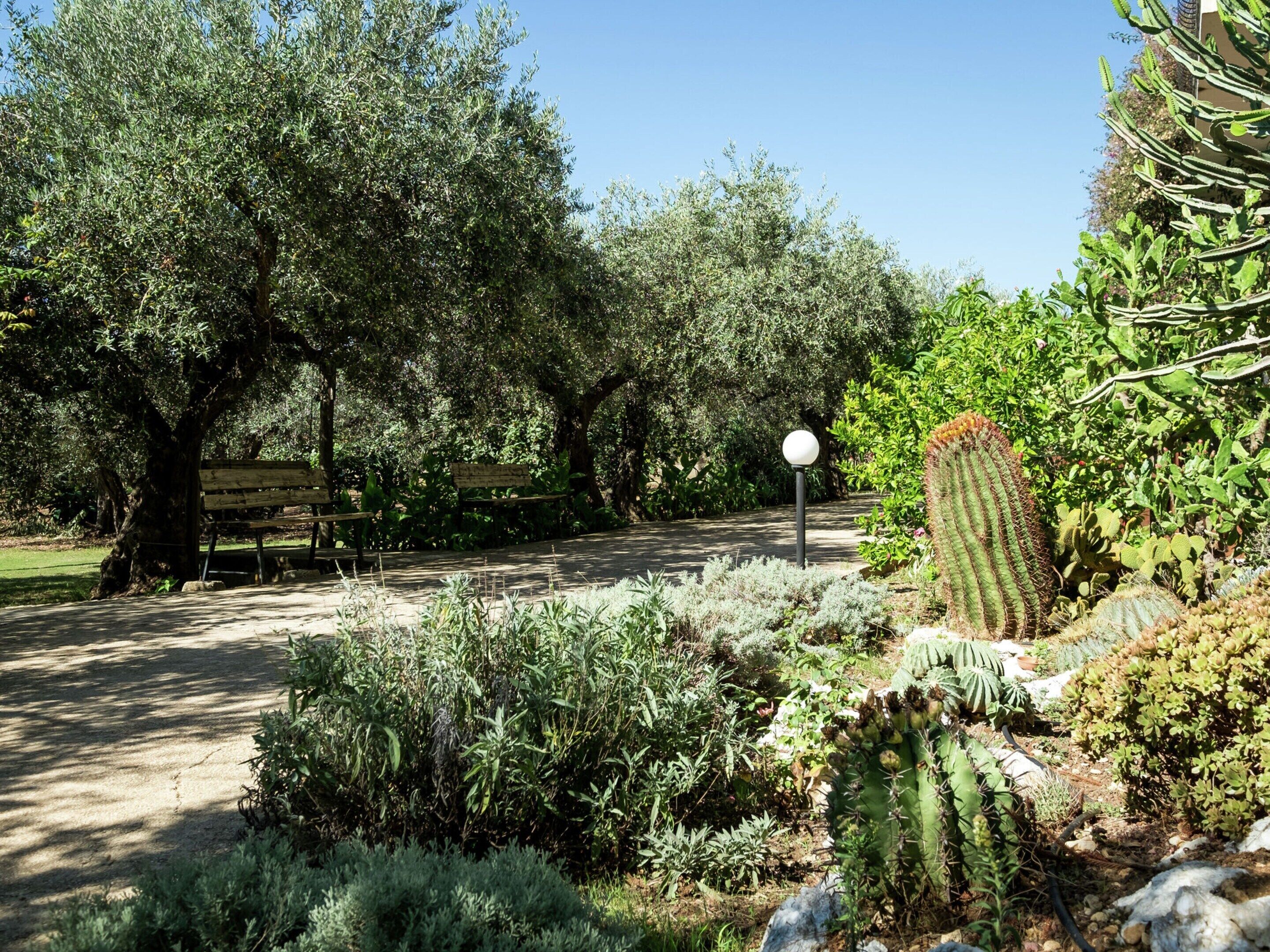 A garden with cacti and trees, a bench, and a lamp post.
