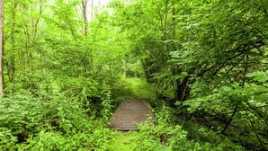 A narrow wooden pathway surrounded by dense green foliage. - Peaceful Nature Stay in Bohon (Durbuy)