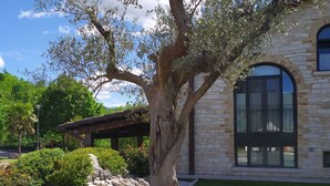 A stone building with a large tree in the center, surrounded by a circular brick border. - Family Cottage in Cagli With Pool (Cagli)