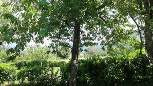 A tree with a basket hanging from its branches in a grassy area with dense foliage in the background. - Peaceful Stay With Garden (Alto Reno Terme)