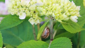 A cluster of pale yellow flowers with green leaves. - Luxurious Apartment in Kröpelin With Garden (Kroepelin)