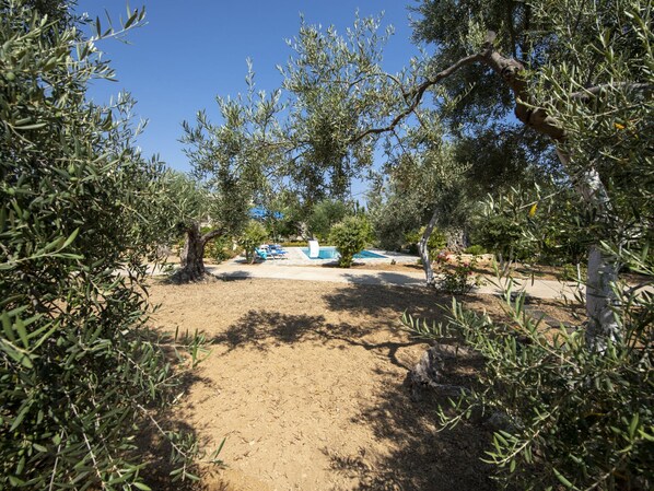 獨棟房屋 | 花園