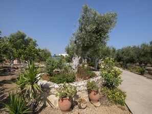 Stroll through the beautifully maintained garden, featuring a variety of plants and trees, including olive trees and flowering shrubs.