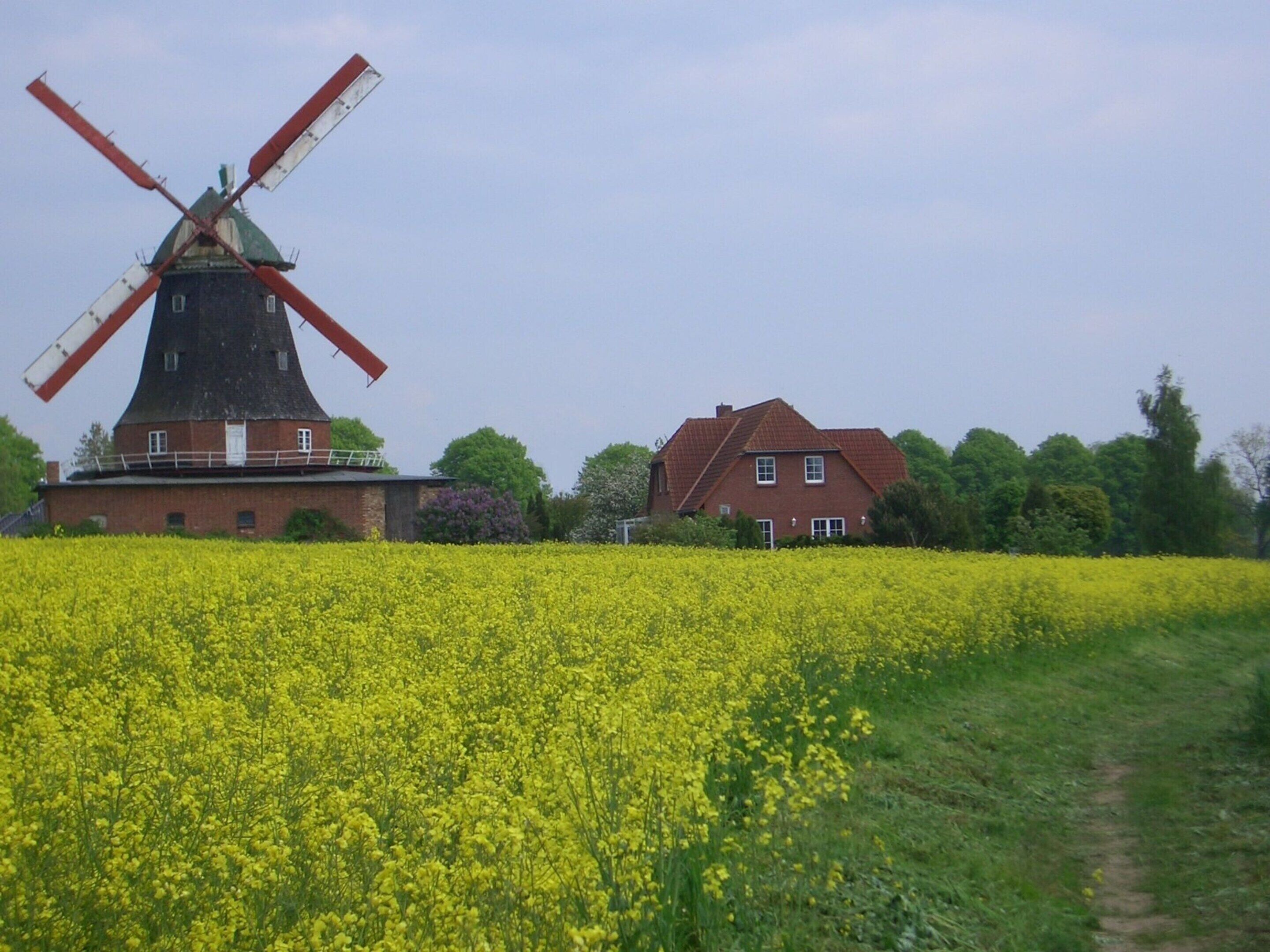 A windmill and a house in a field of yellow flowers.