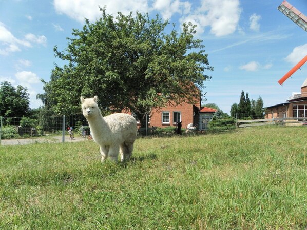 A llama in a grassy field with a tree and a building in the background. - Lovely Apartment in Neubukow near Sea (Neubukow)