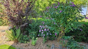 A garden with various plants and a metal fence. - Modernes Ferienhaus mit Garten in Kagsdorf (Bastorf)