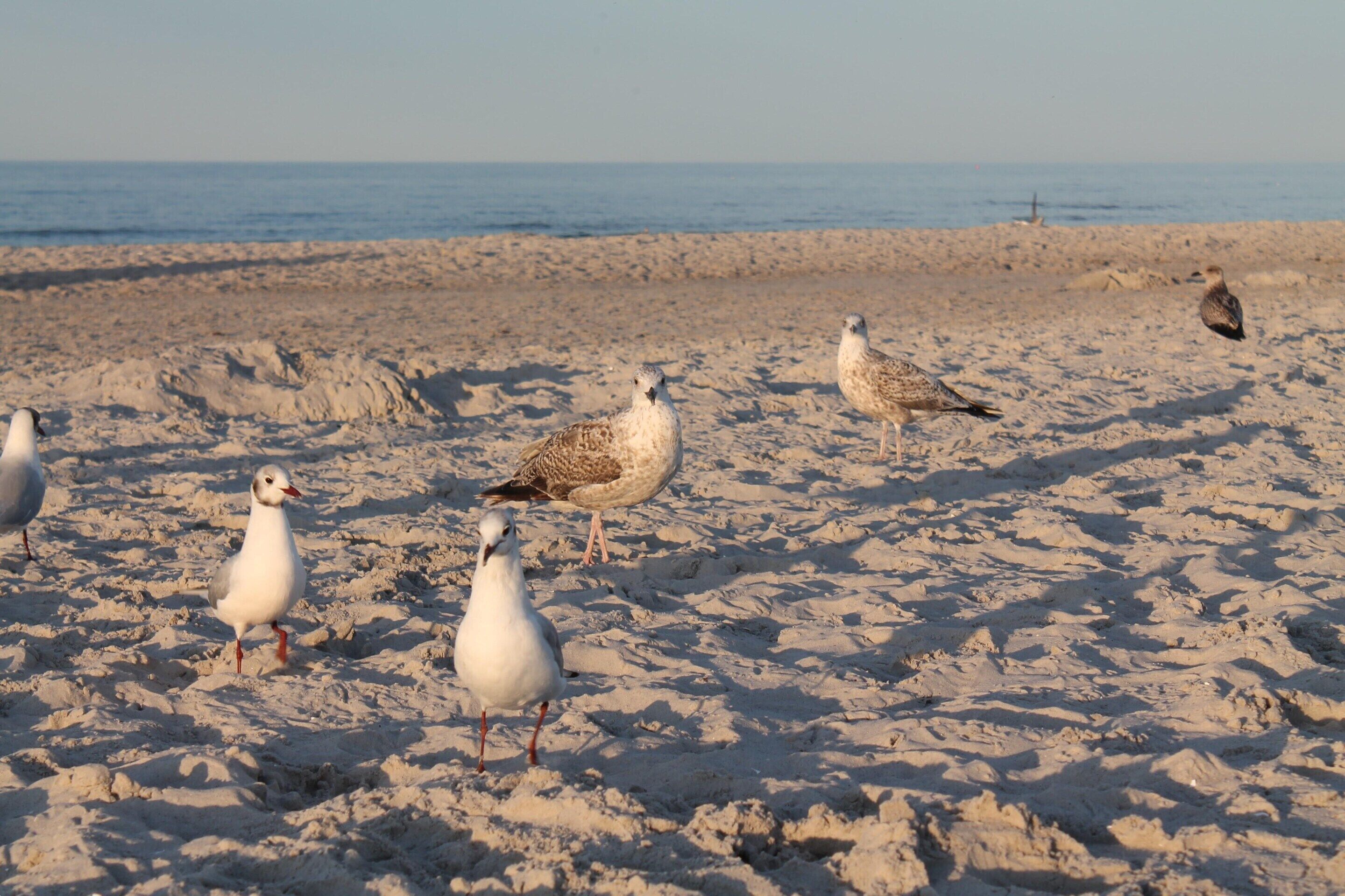 A sandy beach with several birds, including seagulls and a pigeon, with the ocean in the background.