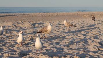 A sandy beach with several birds, including seagulls and a pigeon, with the ocean in the background.