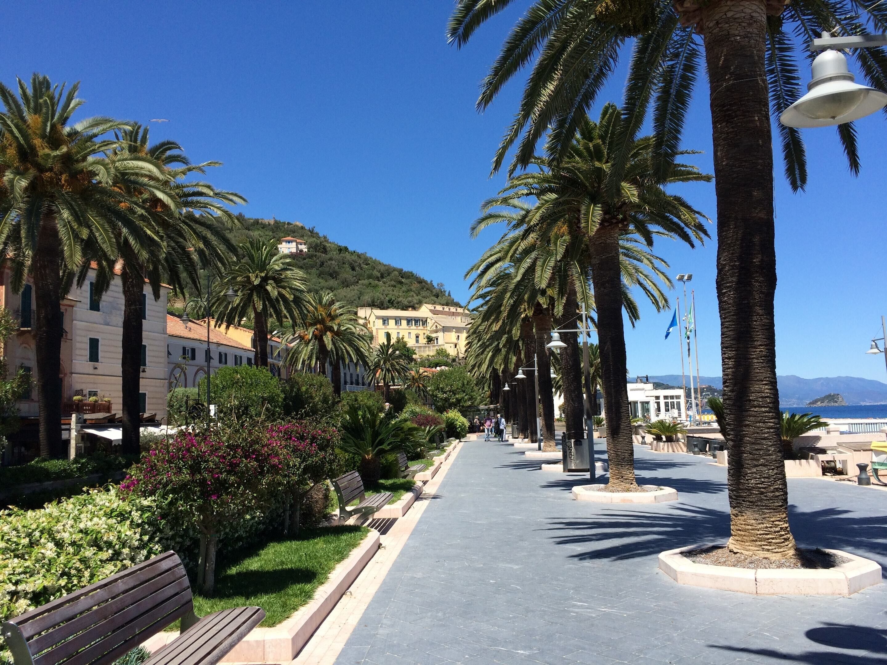 A paved walkway lined with palm trees and benches, leading to a hillside with buildings.