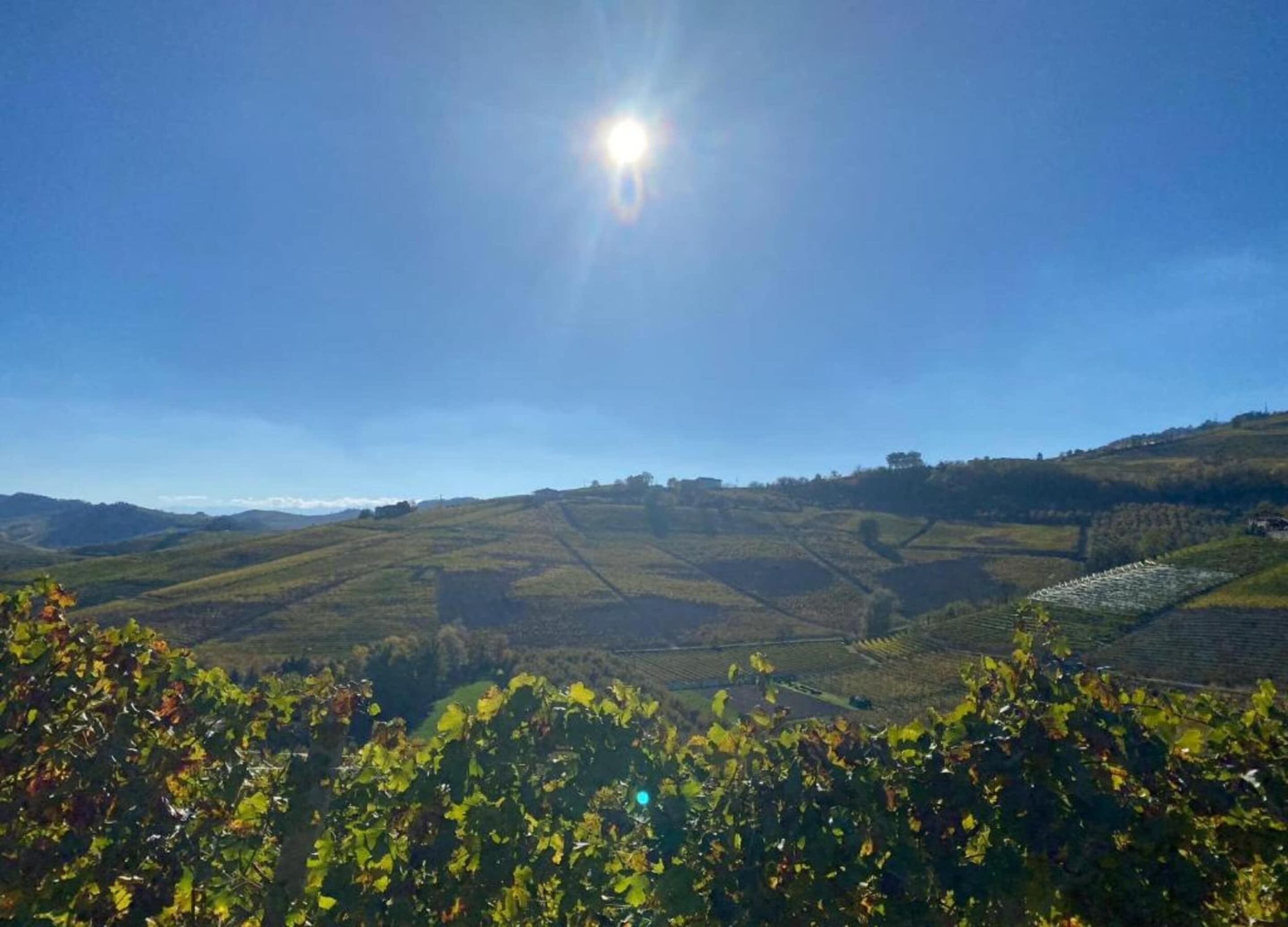 A vineyard landscape with rolling hills and a clear sky.