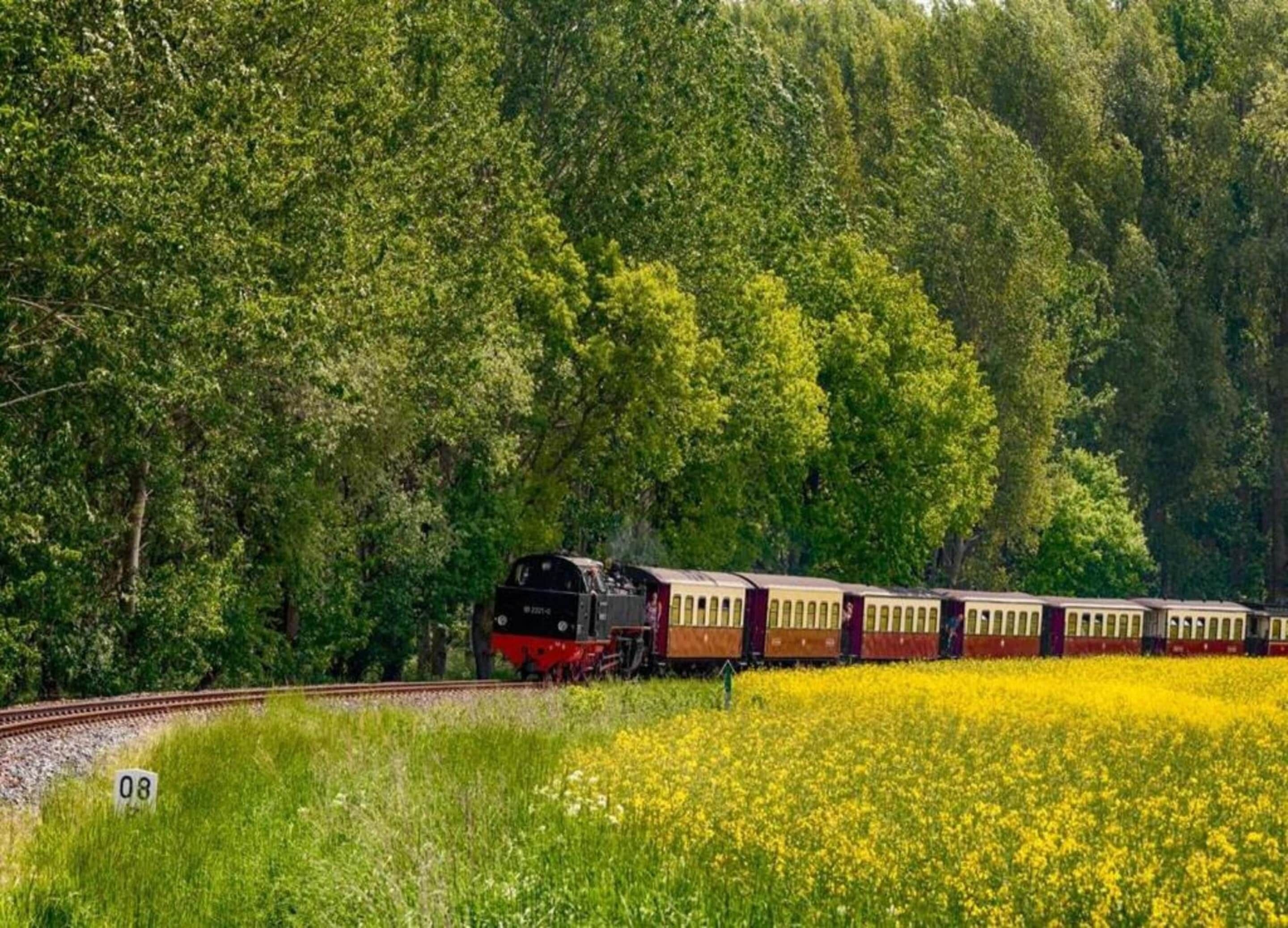 A train traveling through a forested area with a field of yellow flowers in the foreground.