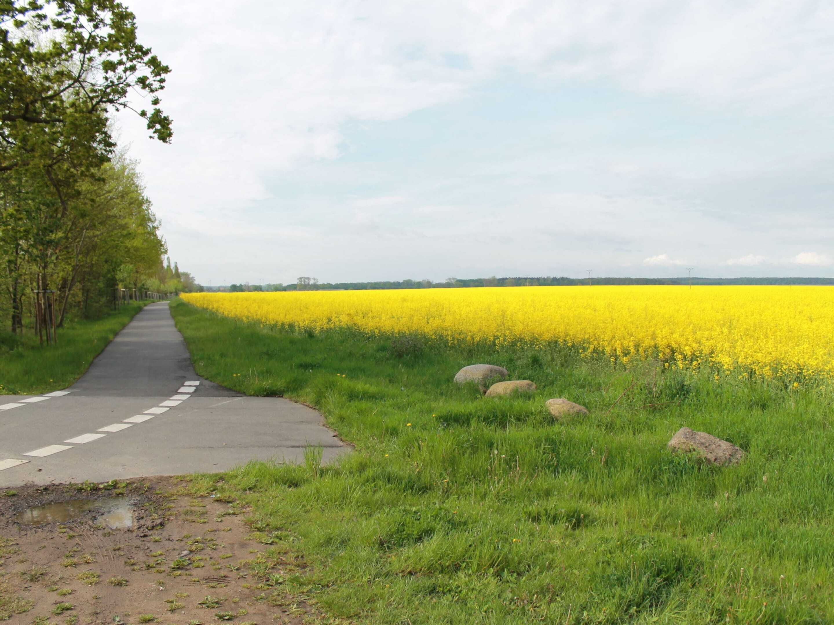 Uma estrada rural com um campo de flores amarelas de um lado e um caminho pavimentado.