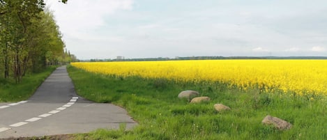 Uma estrada rural com um campo de flores amarelas de um lado e um caminho pavimentado.