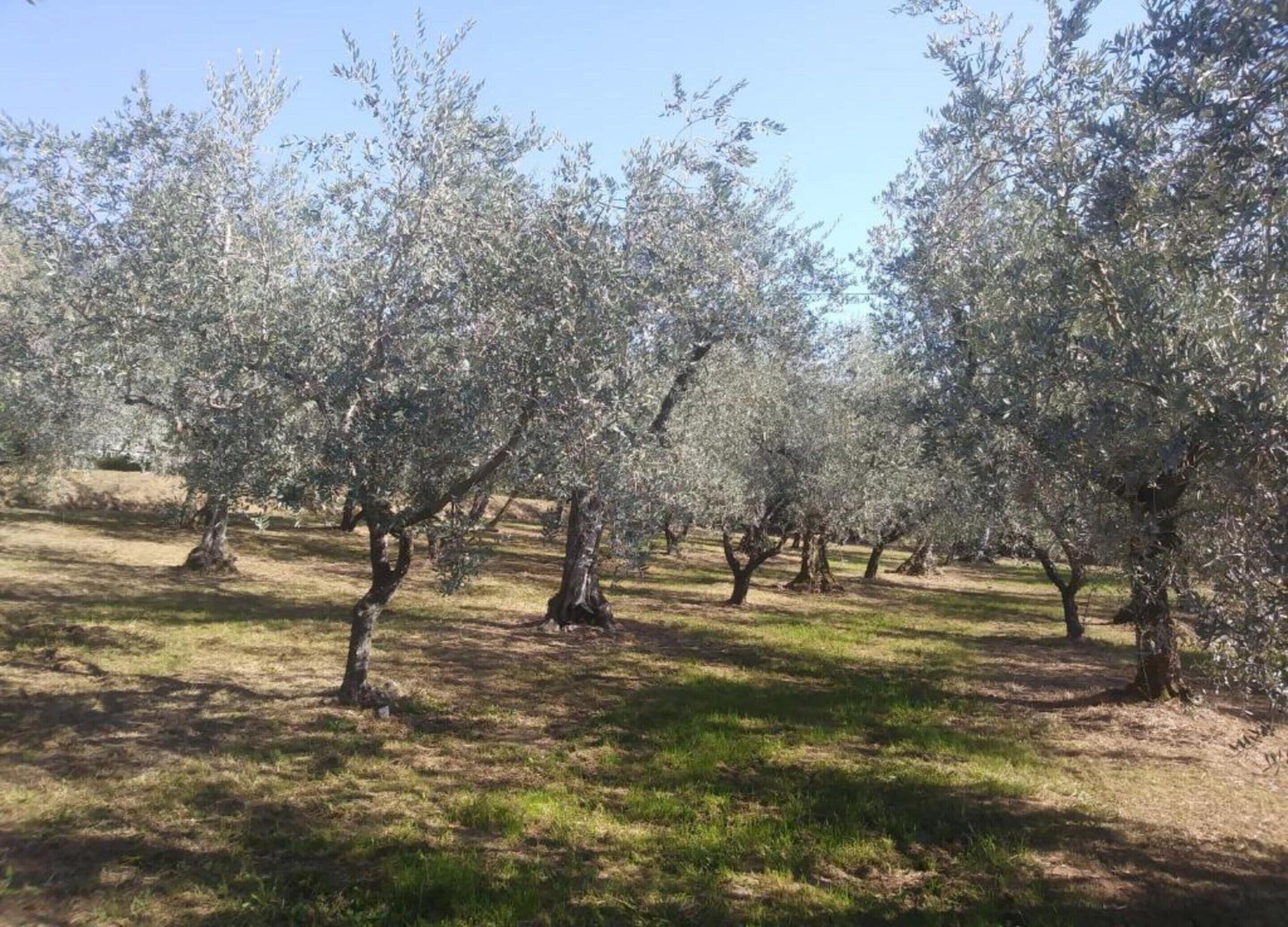 An orchard with rows of trees, likely olive trees, under clear skies.