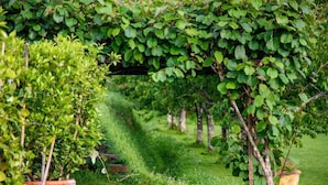 Un jardín con plantas en macetas y una zona cubierta de césped.