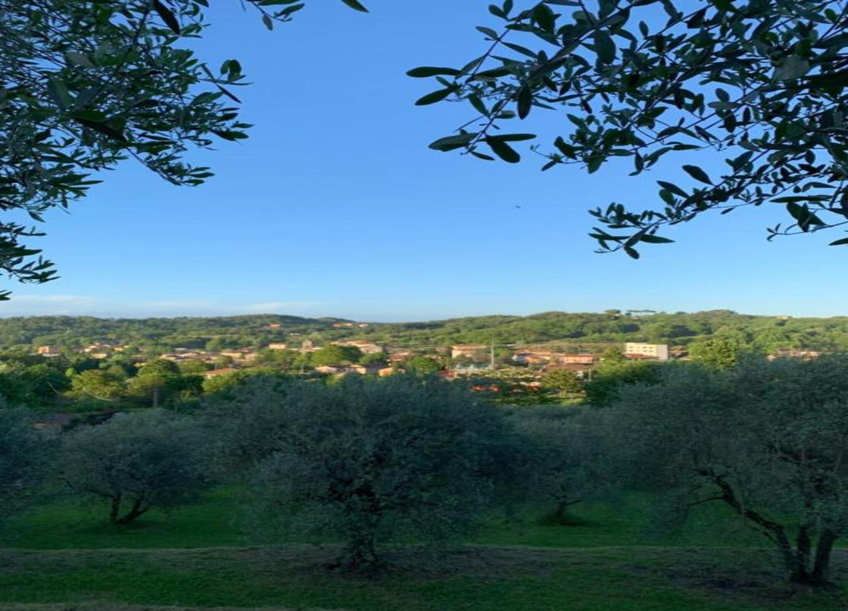 A view of a town surrounded by olive groves and hills.
