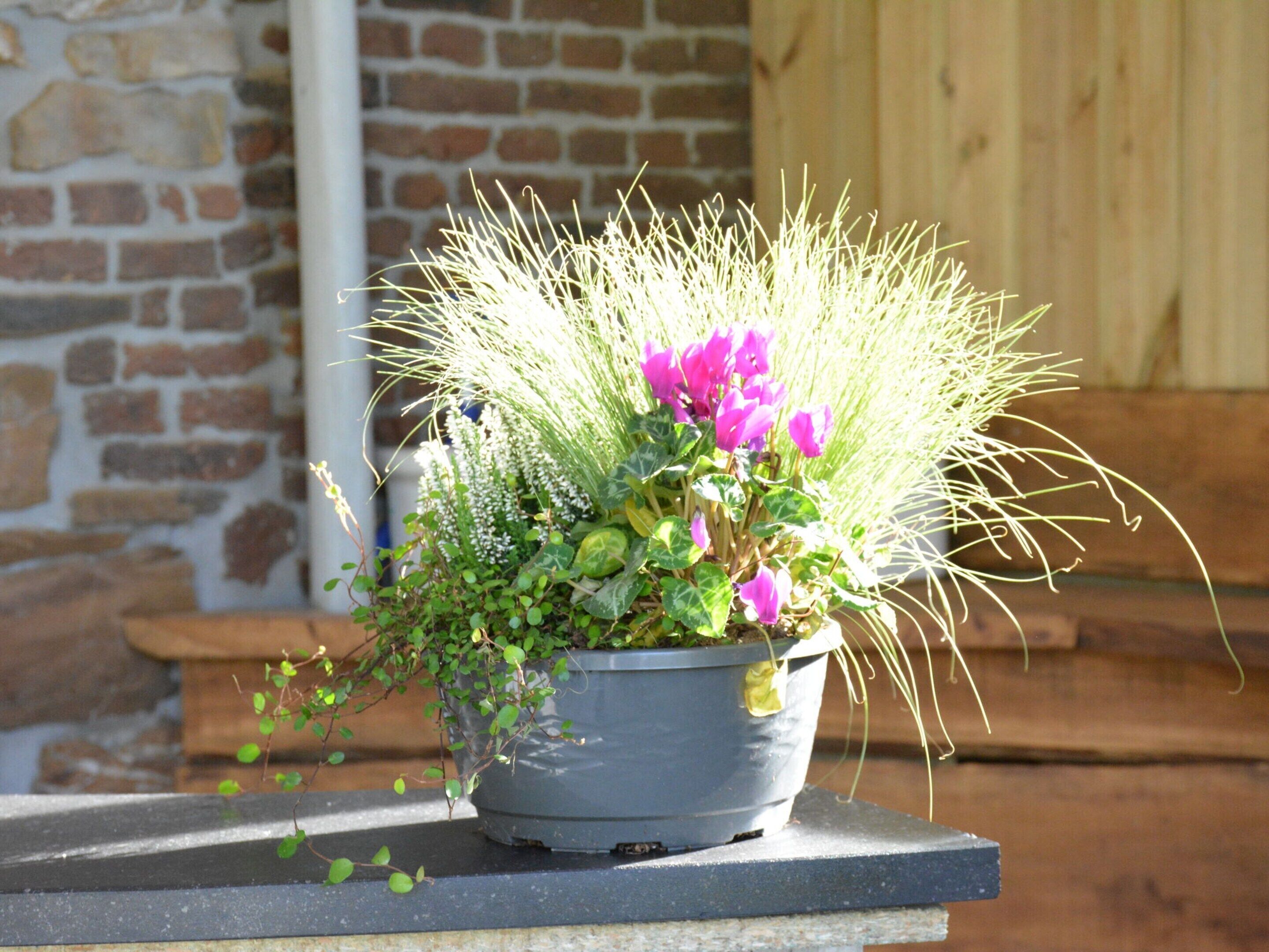 A potted plant with pink flowers and green foliage on a stone ledge.
