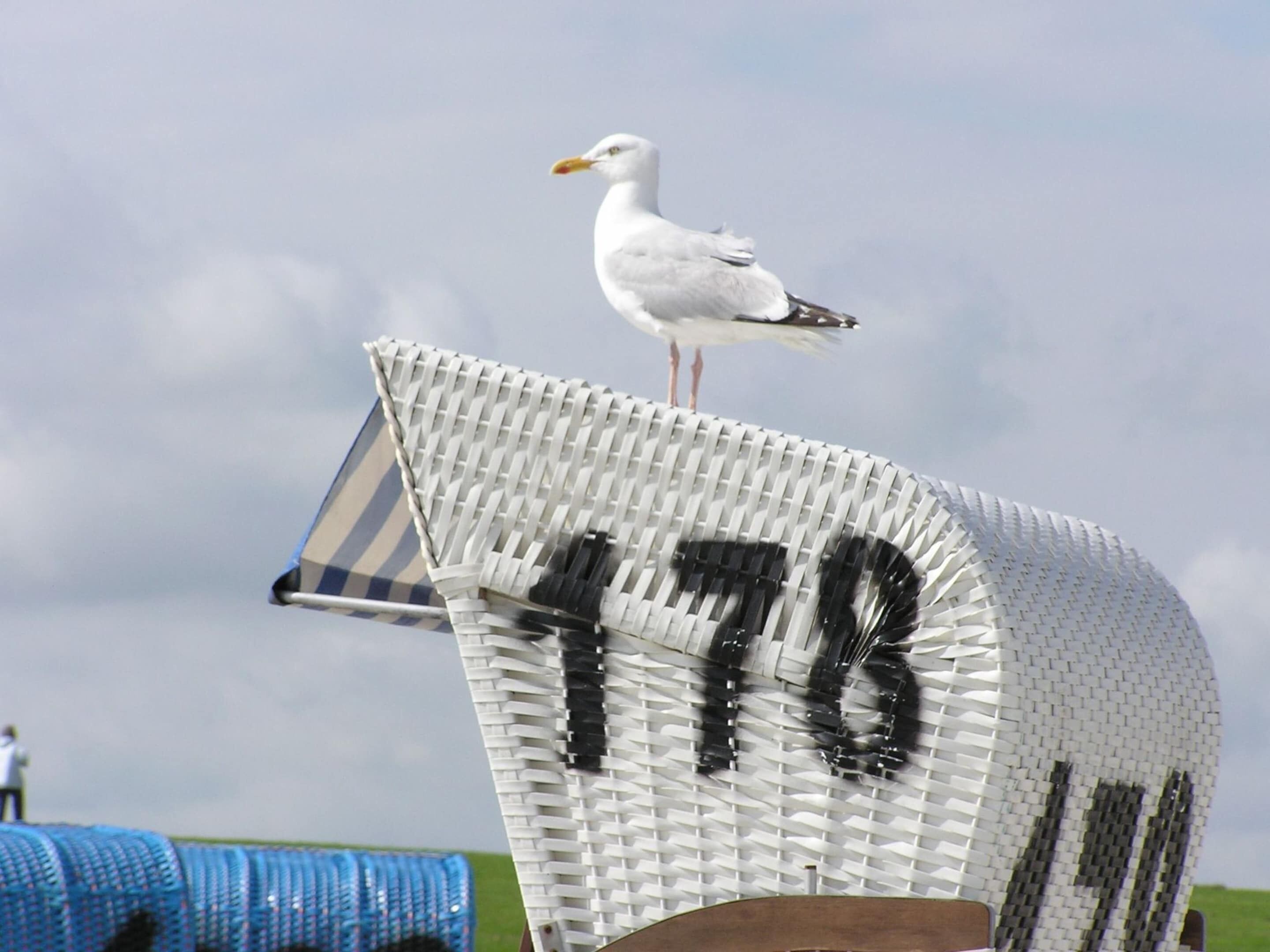 A seagull perched on a white, curved structure with the number 178 visible.