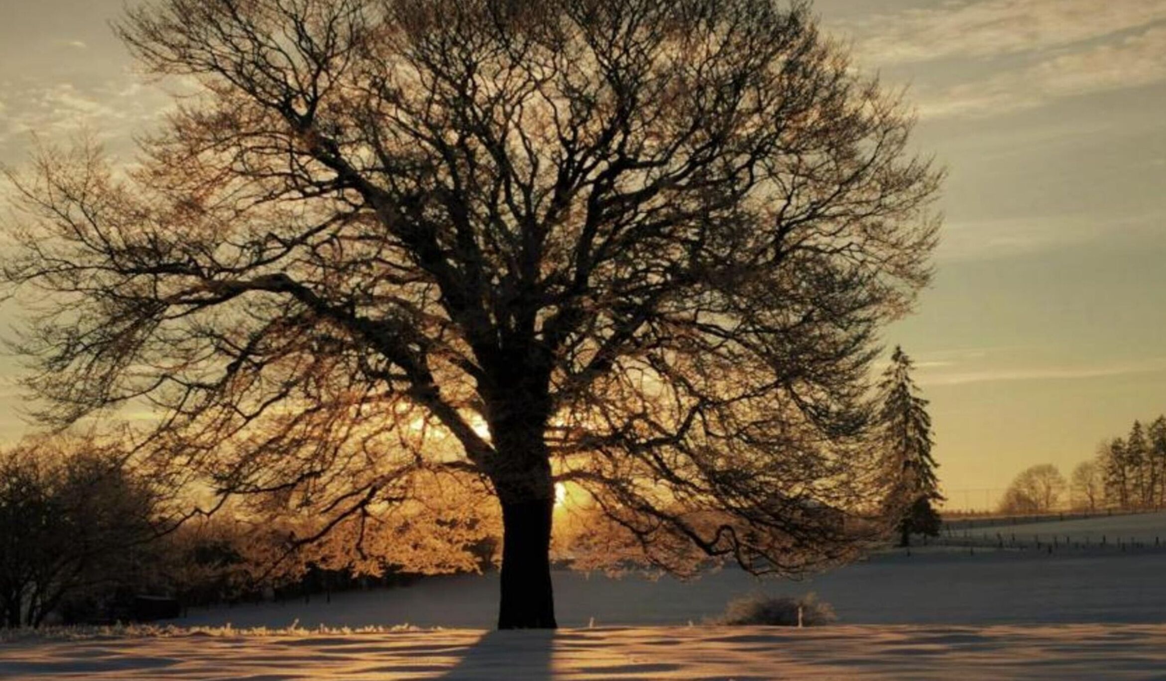 A large, leafless tree in a field with a clear sky.