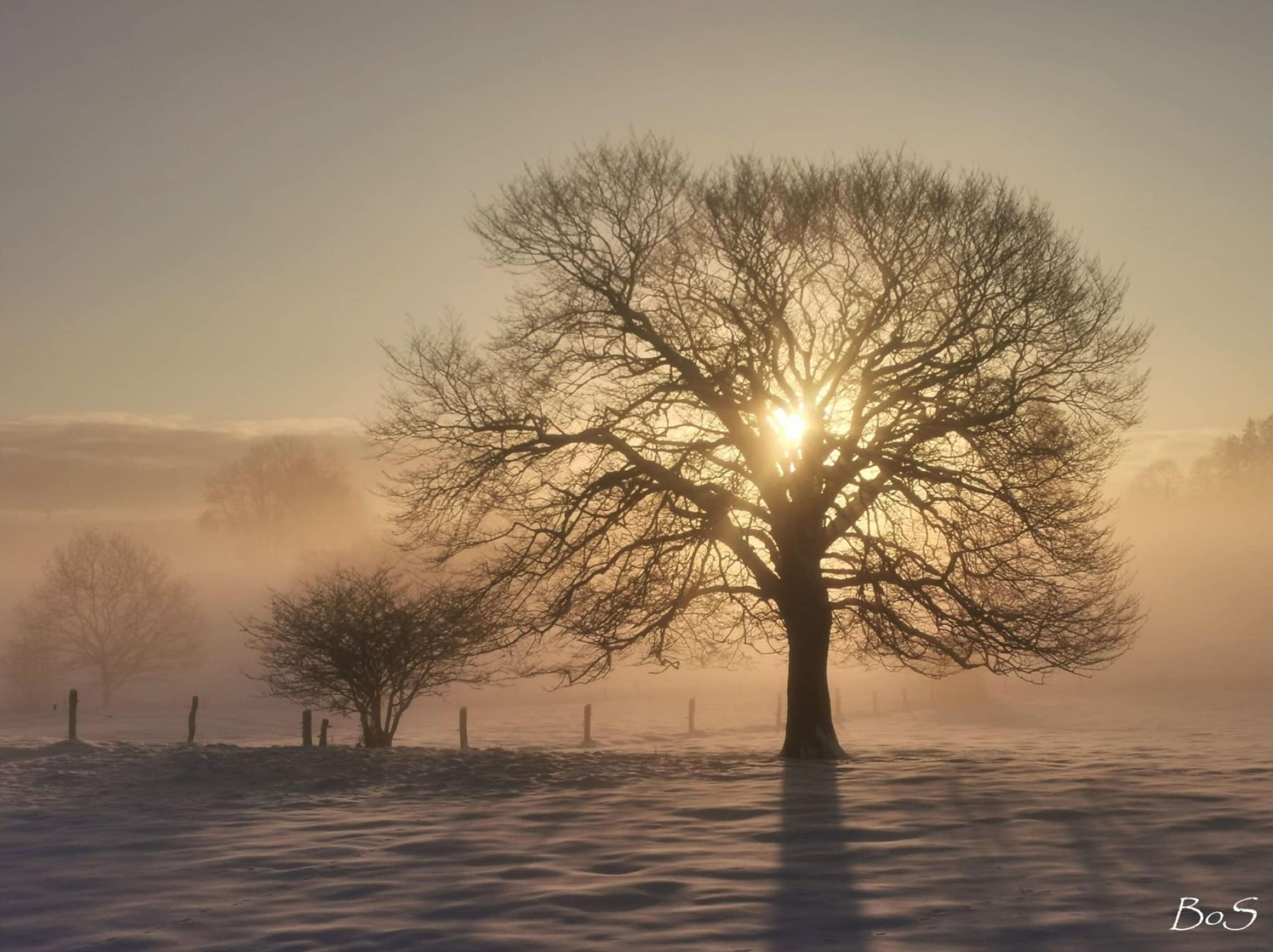 A tree in a misty landscape with the sun shining through its branches.