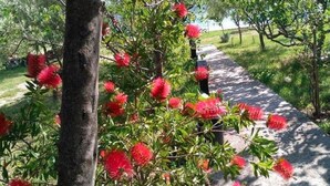 A pathway lined with trees bearing red flowers. - Your Perfect Adriatic Getaway (Starigrad)