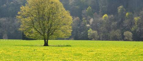 A tree in a field with a forest in the background.